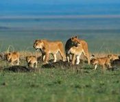 Fund Launched to Protect Lions, Restore Habitats