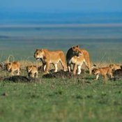 Fund Launched to Protect Lions, Restore Habitats